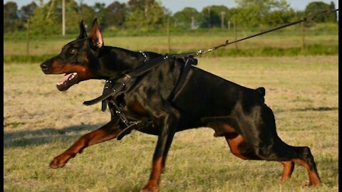 Training Guard Dog STEP BY STEP!