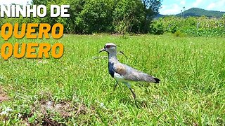 NINHO DE QUERO-QUERO | RAIZES DO REI | BRASIL BR