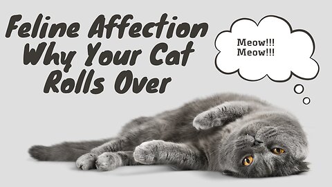 Feline Affection | Why Your Cat Rolls Over ?