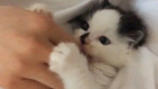Precious playtime with cute little kitten