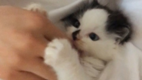 Precious playtime with cute little kitten
