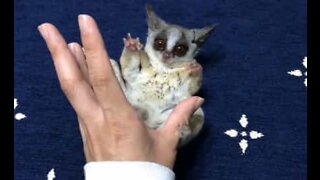 A playful bush baby will capture your heart