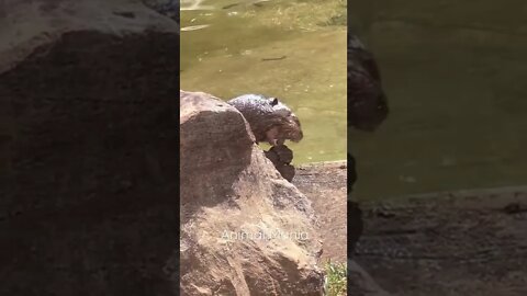 Ariranha Comendo Peixe