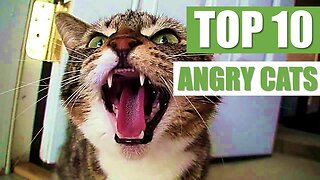 TOP 10 ANGRY CATS
