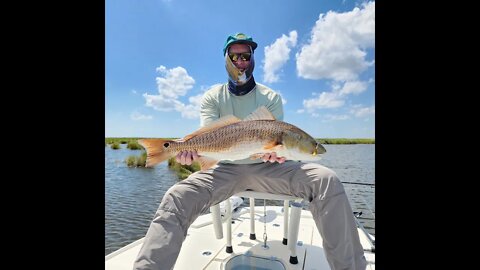 30 inch Redfish caught while FLY FISHING in Myrtle Grove, LA #saltlife #shorts #fishing #redfish