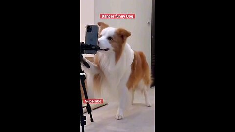 DOG FUNNY VIDEO |DANCER DOG 🤣🤣