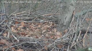 Hays Eagles nest Squirrel gathering leaves 2020 11 22 1139AM