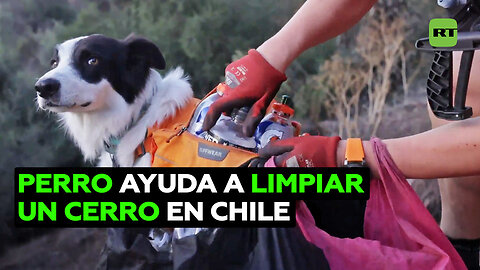 Perro ayuda a mantener limpio un cerro en Santiago