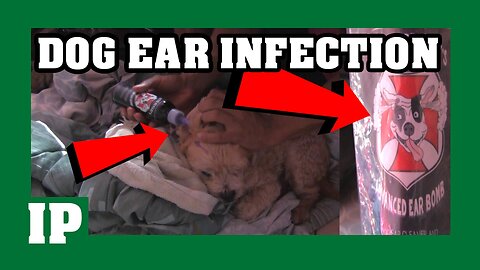 10 EP - Get rid of DOG EAR Infection with Ear cleaning solution -#introphaze