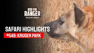 Safari Highlights #549: 17 & 18 August 2020 | Kruger National Park | Latest Wildlife Sightings