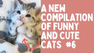 A NEW COMPILATION OF FUNNY AND CUTE CATS #6