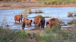 Stunning Elephant River Crossing