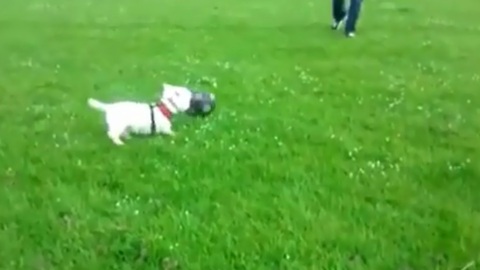 World Cup-loving dog shows off soccer skills