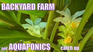 Backyard Farm & Aquaponics Catch Up