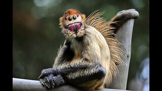 Spider-Monkey Kangaroo Terrorizes Merril, Michigan