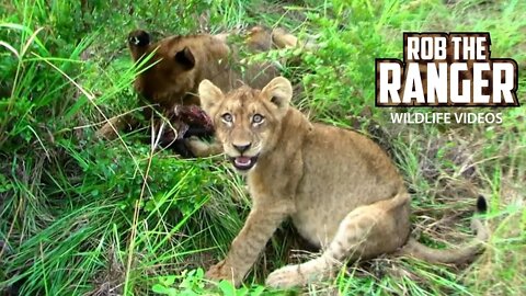 Lion Cubs With Impala Horns | Archive Lion footage