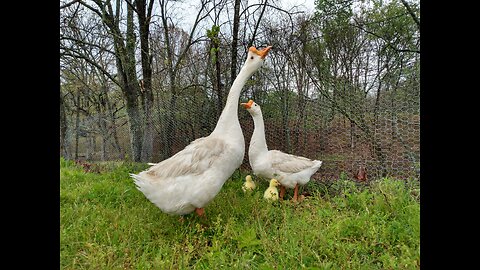 White Chinese Geese