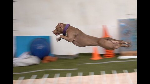 Jump'n'Gym of dogs 17.02.2023
