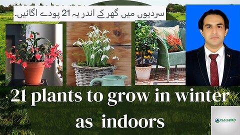 21 Plants to Grow in Winter as Indoor