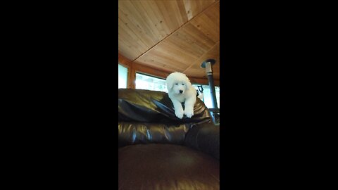 Bathing Great Pyrenees Dog