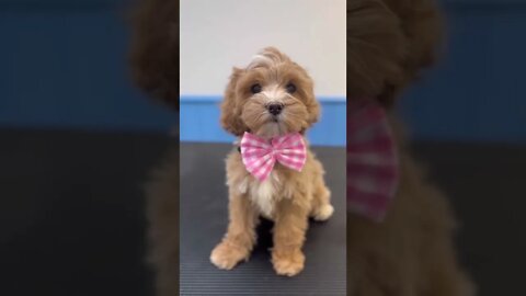 COCKAPOO PUPPY: HOW CUTE ON A SCALE OF 1-10?