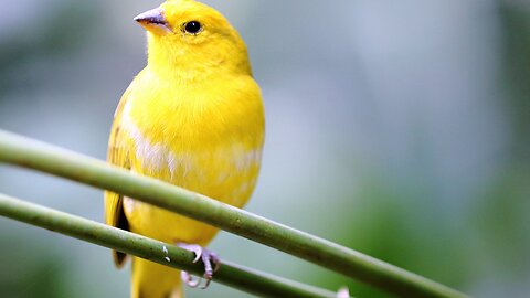 Canaries, the beautiful bird.
