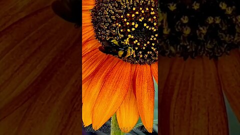 Beautiful Flower Finds Friend🌻 #gardening #sunflower #bee #garden #growth #bug #flower #peaceful