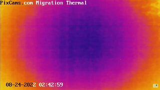 Night migrating birds caught on thermal camera - 8/24/2022 @ 2:42