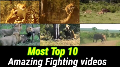 Amazing incredible Top 10 Fighting Moments of animals ||2022 ||