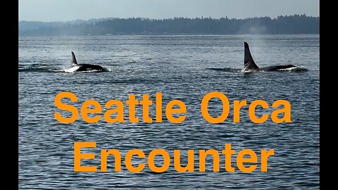 Seattle Orca Encounter in our Ranger Tug R-29CB