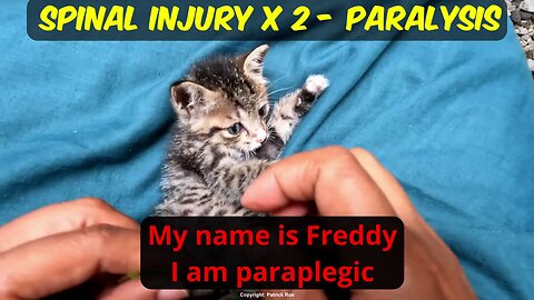 Freddy - 1 month old kitten paralysed with spinal injuries - but still fighting!