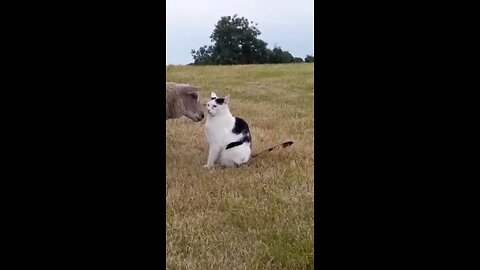 Funny animals 😆 - Funniest Cats and Dogs Video🐕🐈