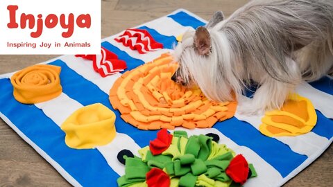 Interview with Jason Um of Injoya - Snuffle Dog Toys