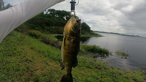 Momento que Pego um Tucunaré de 50cm e 2kg na Isca Artificial !