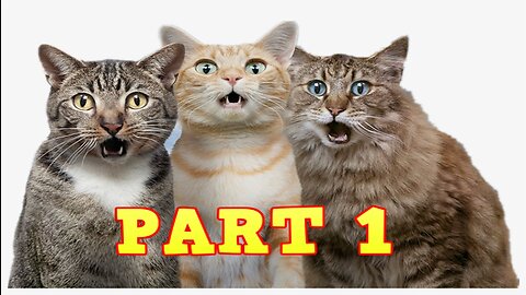 Funniest Animals 2023 😂 Funny Dogs and Cats Videos PART 2