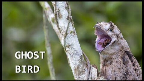 The Elusive Potoo - The Mysterious Bird of the Night