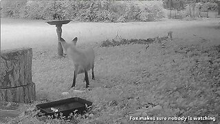 Fox Shoplifts Bread At The Tree Stump Store