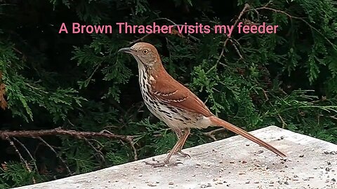 A Brown Thrasher Visits My Feeder