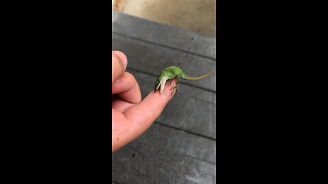Getting bit by a lizard