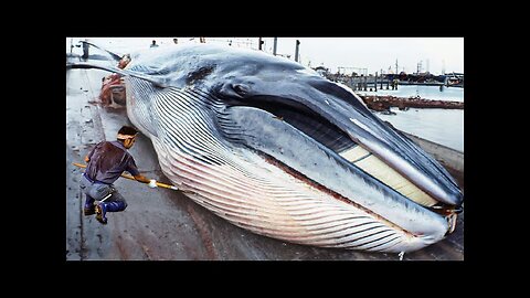 Whale Meat Cutting Skill in Japan