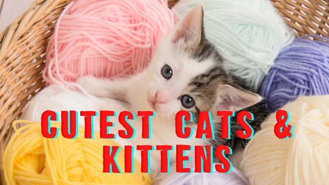 Cutest cats and kittens around the globe, Funny cute pets lovers #cat #cats #beautiful #kittten