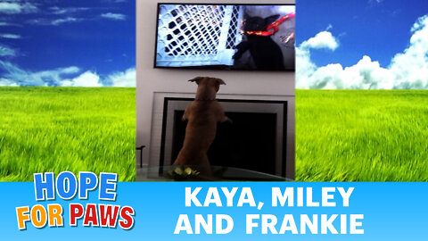 Pit Bull watches a rescue video by Hope For Paws.