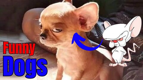 Dogs 🐶 Cute and Funny Animals Videos Compilation #viraldogs #dogslife #animals #funny #17