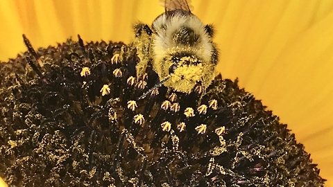 Do you know how bees carry pollen?