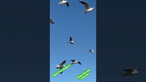 Birds Flying | #viral #shorts #famous #birds #pigeon #cute #animals #viralvideo