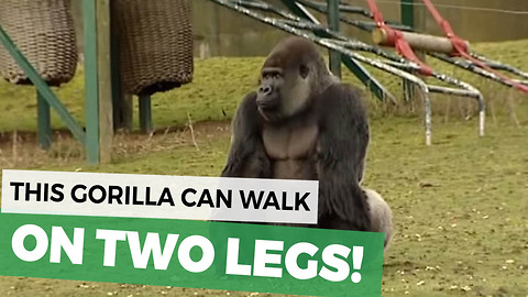 When This Gorilla Turned Around Everyone In The Zoo Took A Deep Breath For Good Reason
