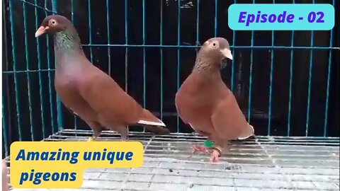 Amazing unique pigeons, Episode - 02