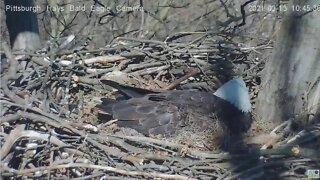 Hays Eagles Red Tail Hawk harasses Hays Female 2021 03 13 10:44AM