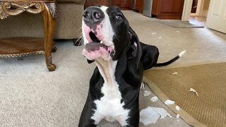 Guilty Great Dane Talks About Trail Of Toilet Paper