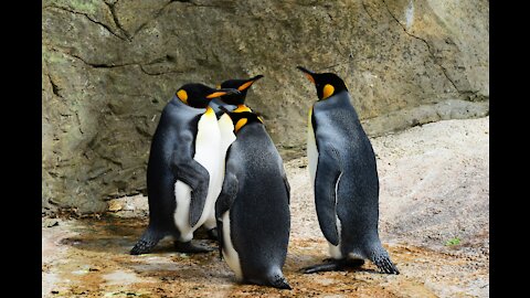 Penguins Squabbling